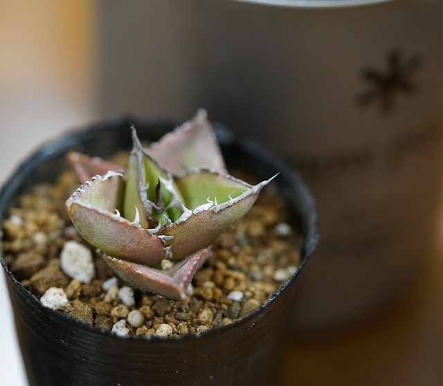 数量限定】アガベ・チタノタ「ブルー」 ミニチュア仕立て株 | | アガベ