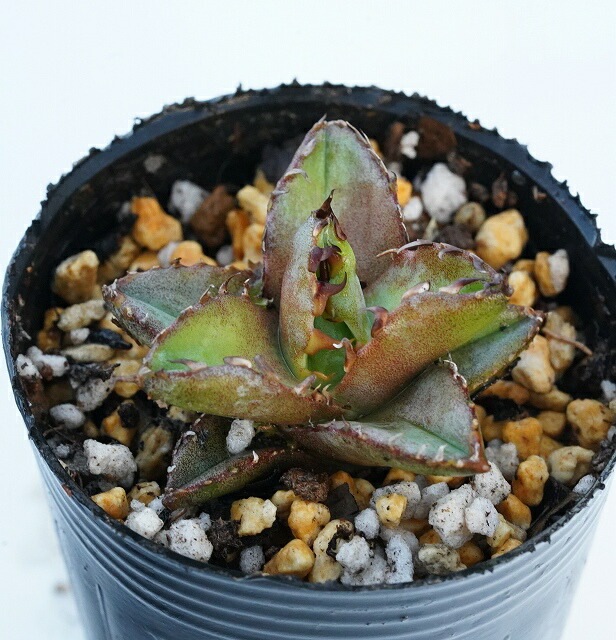 数量限定】アガベ・チタノタ「ブルー」 ミニチュア仕立て株 | | アガベ