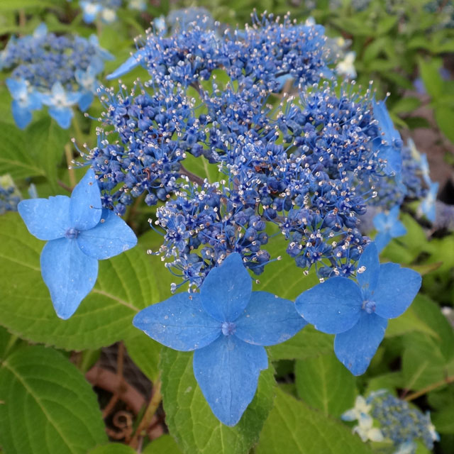 2025年開花見込み株》ヤマアジサイ「天龍碧」 3号ポット植え