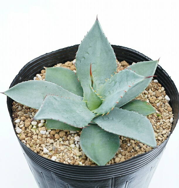 ١ѥ꡼ȥ󥫡󥰥ݥå