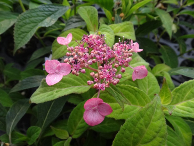 2025年開花見込み株》ヤマアジサイ「日高新錦山」 3号ポット植え