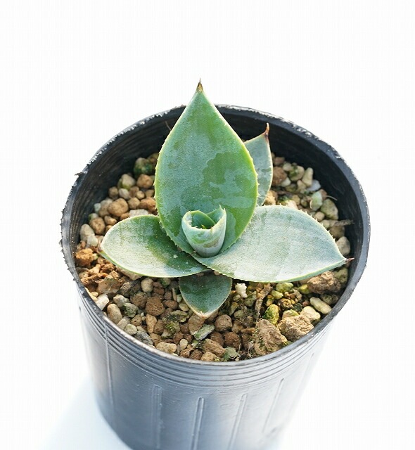 アガベ　コンゲスタ　大株 アガベ・コンゲスタ | growstorejp.com