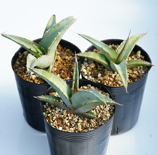 訳あり商品】アガベ・オテロイ(チタノタ・グリーン）3ポットセット 3