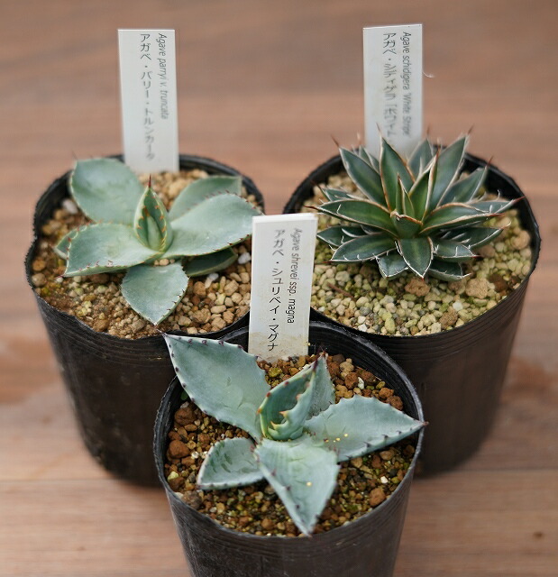 �����١��Ѵ������ʼ︫�פ���3��3����3����󥰥ݥåȡ�