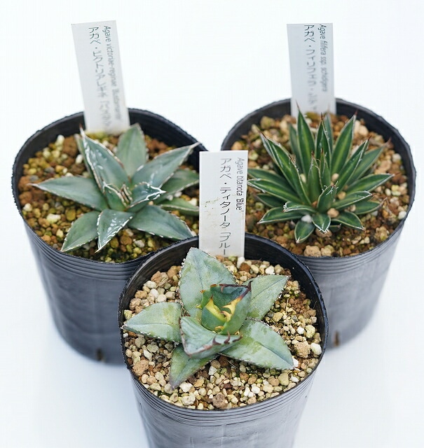 ١ʼʼ︫פ333󥰥ݥåȡ