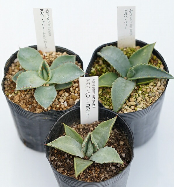 アガベ パリー ssp ロングスパイン スピン Agave parryi ssp. parryi