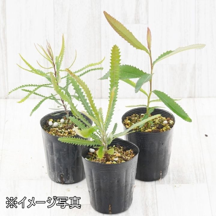 地植えバンクシア　4種類セット 地植えバンクシア 4種類セット - メルカリ
