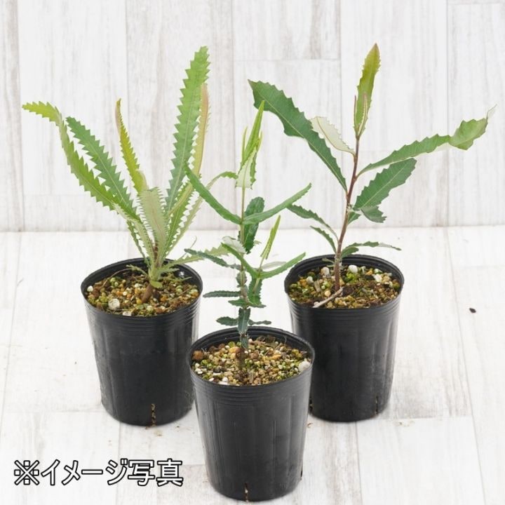 バンクシア 初心者向け 見計らい3種3株 アソート（3号ロング