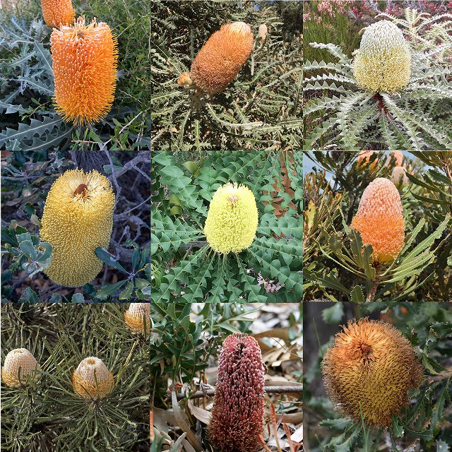 �Х󥯥������ץ�ߥ����ʼ���פ餤3��3�����������ȡ�5����󥰥���å�ȭ��