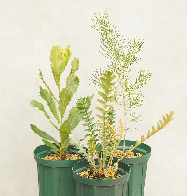 バンクシア プレミアム品種 見計らい3種3株 アソート（5号ロング