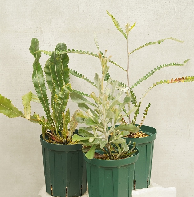 バンクシア プレミアム品種 見計らい3種3株 アソート（5号ロング