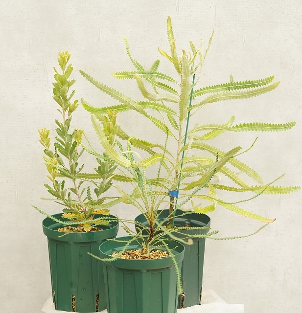 バンクシア プレミアム品種 見計らい3種3株 アソート（5号ロング