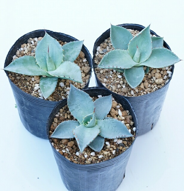 �����١��ѥ꡼���ȥ�󥫡�����3����󥰥ݥåȣ�3�����å�