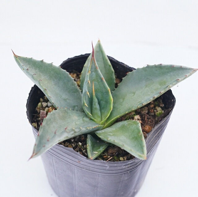 �����١�����ߥ����ʡ�3����󥰥ݥå�