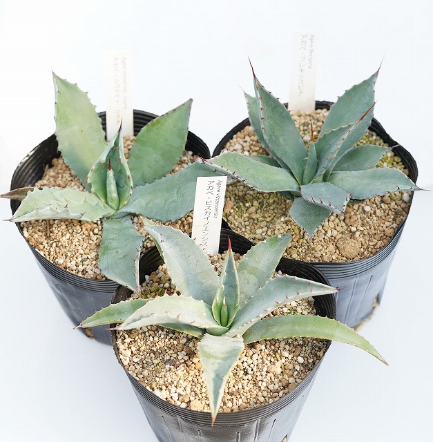 新品未使用 菊地元野 作家鉢 アガベ パキプス グラキリス 塊根 灌木 植木鉢 新品未使用 菊地元野 作家鉢 アガベ パキプス グラキリス 塊根 灌木