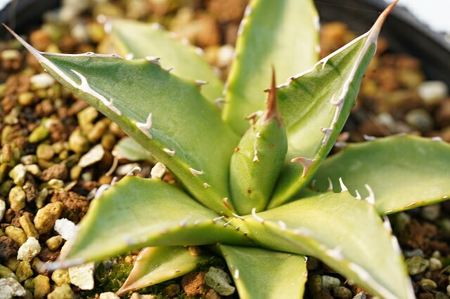 選抜株】アガベ ホリダ・ペロテンシス 裏棘 3号ロングポット植え