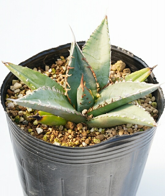 アガベ パープソラム 強スタッズ アガベ パープソラム 【強スタッズ】 観葉植物