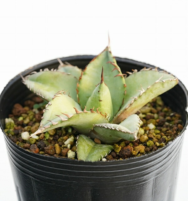 選抜株】アガベ チタノタ「ブルー」 裏棘 3号ロングポット植え