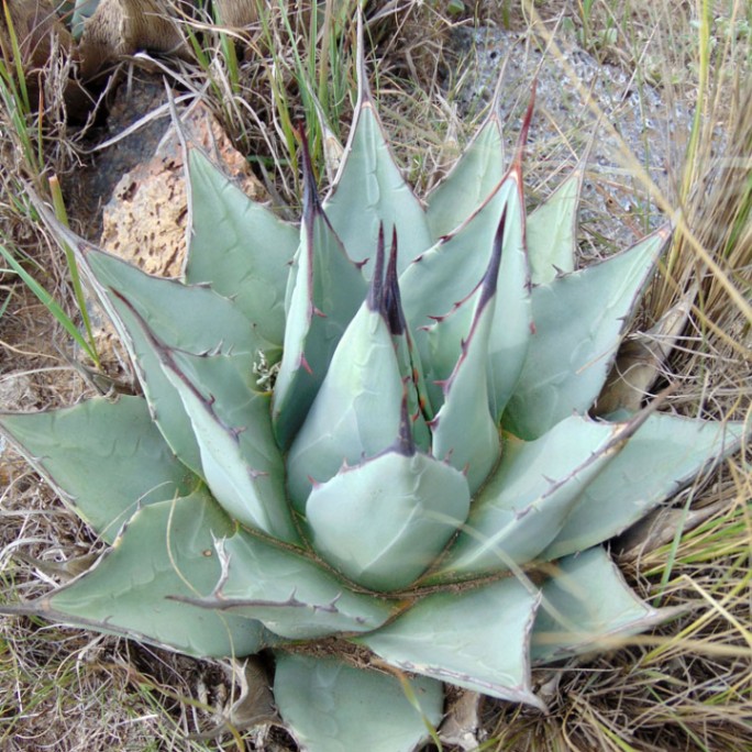 アガベ　フレキシスピナ 選抜株】アガベ フレキシスピナ 赤棘 3号ロングポット | | アガベ実生