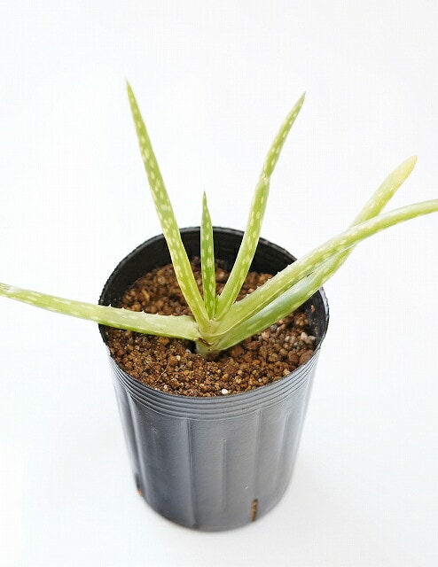 ���������٥顡3����󥰥ݥå�