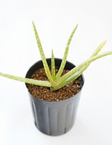 ���������٥顡3����󥰥ݥå�