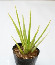 ���������٥顡5��ݥå�