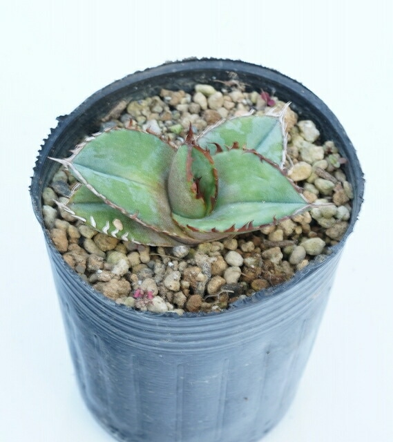 ���������ۥ����١������Υ� �֥֥롼�ס��������ա�2����󥰥ݥå�