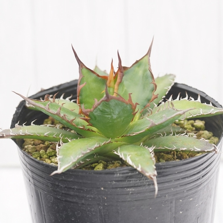 アガベ ホリダ➁ 特選選抜 アガベ ホリダ 実生選抜 強棘 特選