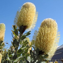 ��������ۥХ󥯥����������ץȥ�ࡡ5����󥰥���å�ȭ