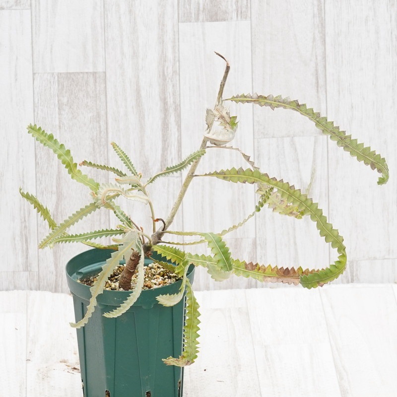 訳あり株】バンクシア・プリオノテス 5号ロングスリット鉢