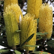 ��������ۥХ󥯥���������ƥ���ե��ꥢ��5����󥰥���å�ȭ