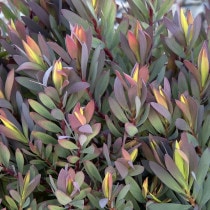 ��������ۥ�塼���ǥ�ɥ���֥ϥ磻���󡦥ޥ��å��� 5����󥰥���å�ȭ