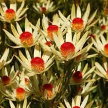 ��������ۥ�塼���ǥ�ɥ���֥ݥ�ݥ�ס�5����󥰥���å�ȭ