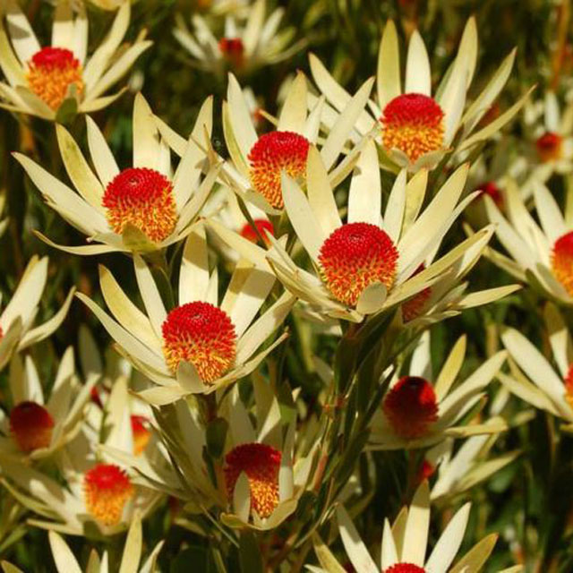 訳あり】リューカデンドロン「ポンポン」 5号ロングスリット鉢