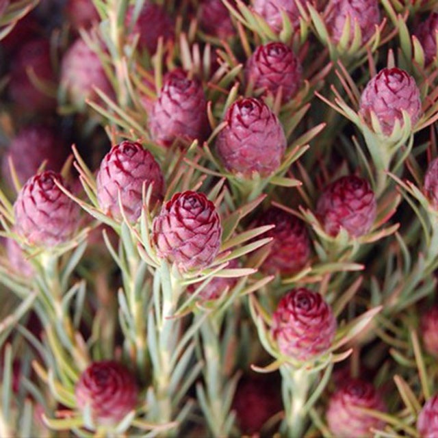 訳あり】リューカデンドロン「クラウン・ジュビリー」 5号ポット