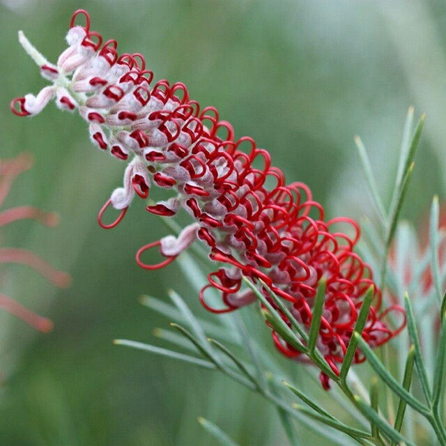 現品・現物】グレビレア・サパーブ グレビリア・スパーブ 10号 W6番