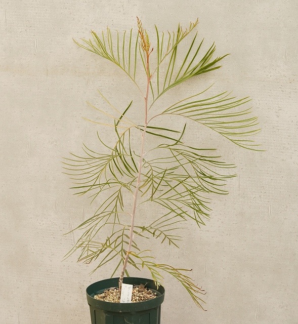 グレビレア3種類セット シルビア、ムーンライト、ハニージェム 花芽