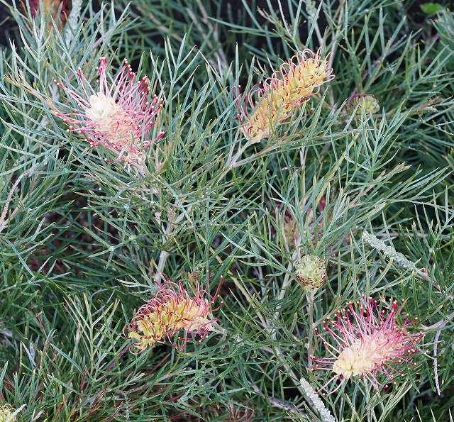 花芽つき！】グレビレア「キングス・レインボー」5号ポット