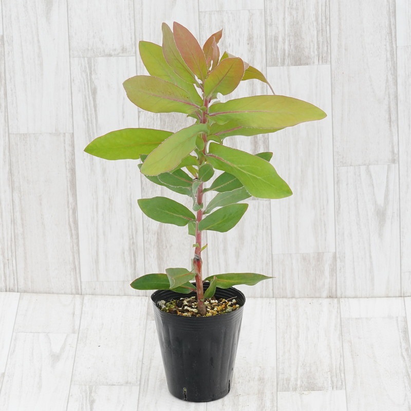 プロテア エキシミア6号 プロテア・エキシミア - 花図鑑