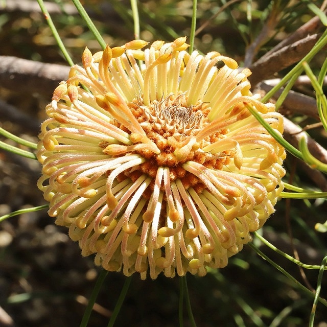 バンクシア・レプトフィラ 5号ロング | | ネイティブプランツ