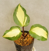 �ۥ����֥饺�٥꡼������ǡ��ס�4��(12cm)�ݥåȿ���