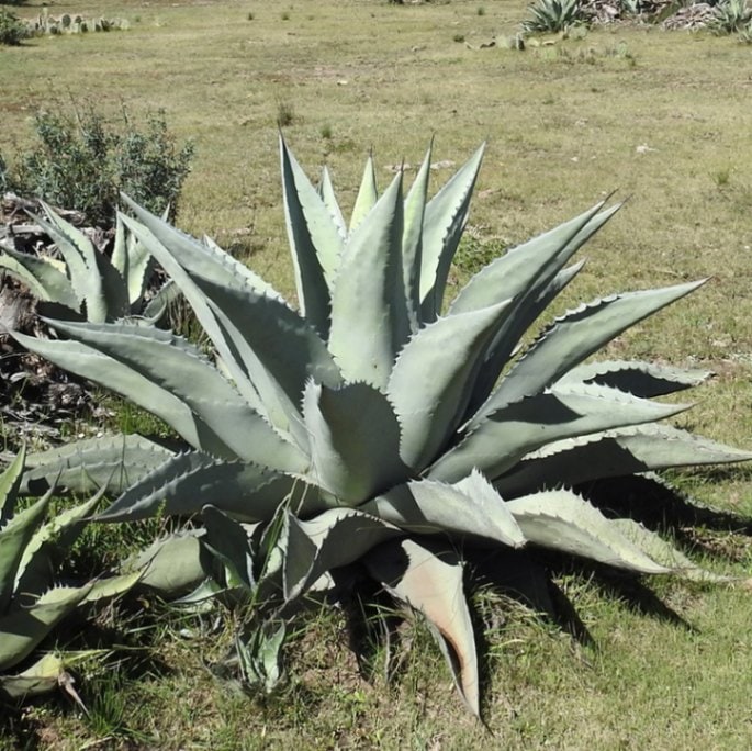 アガベ　アスペリーマ　アスペリーマ　肉厚アガベ アガベ アスペリーマ 3～3.5号ポット多肉植物 ドライ