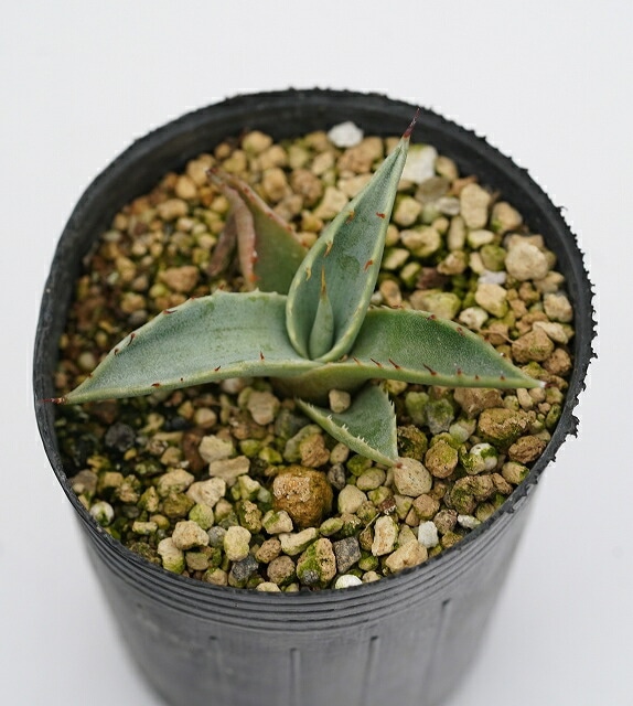 アガベ　シグマトフィラ　特大株　引き取り限定 アガベ シグマトフィラ 特大株 引き取り限定 アガベ