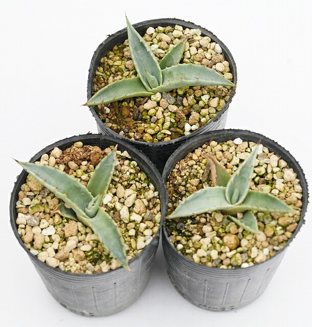 アガベ・アスペリマ・マデレンシス 2号ロングポット×3ポットセット