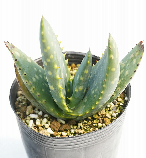 アロエ　ストリアツラ　極太 現品】アロエ・ストリアツラ Aloe striatula 耐寒性の高いアロエ