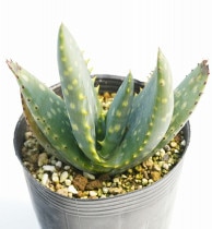 ����������ȥ�ꥹ��3.5�楻�饢����ȭ