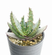 �����������ڥ����ӥꥹ��3.5�楻�饢����ȭ