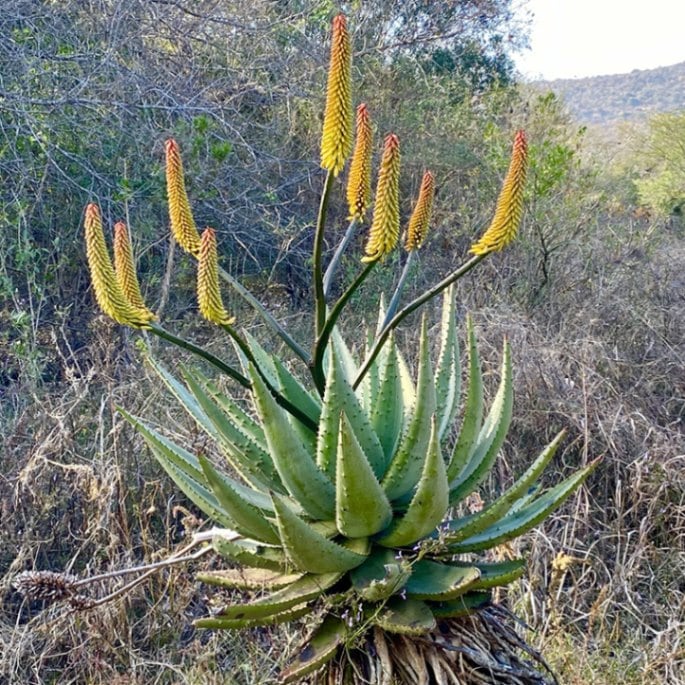 アロエ・スペクタビリス 3.5号セラアート鉢 | | 多肉・塊根植物 | 四国