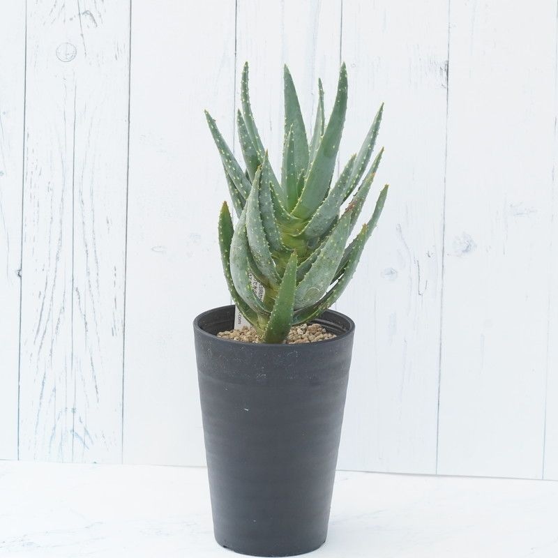 現品　アロエ　ディコトマ　3番　根上がり　ドライガーデン　インテリアグリーン 現品 アロエ ディコトマ 3番 根上がり ドライガーデン