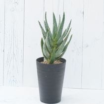 ���������ǥ����ȥޡ�3.5�楻�饢����ȭ